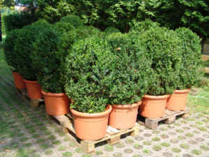 dsc00142_.jpg